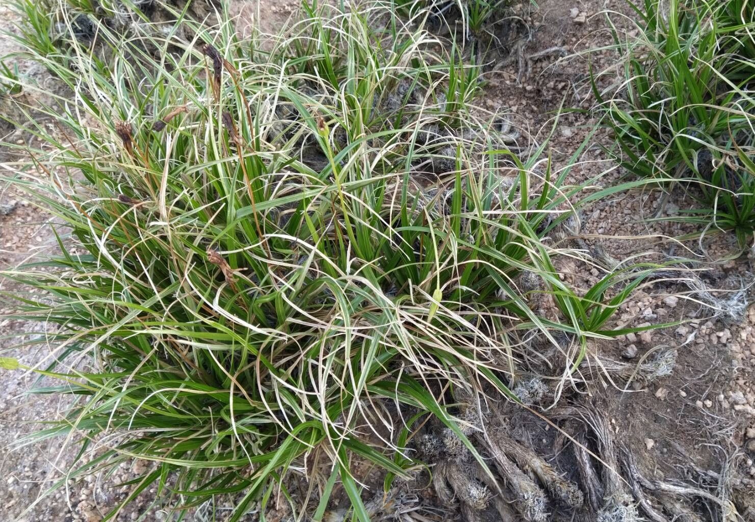 Cyperus alatus habit