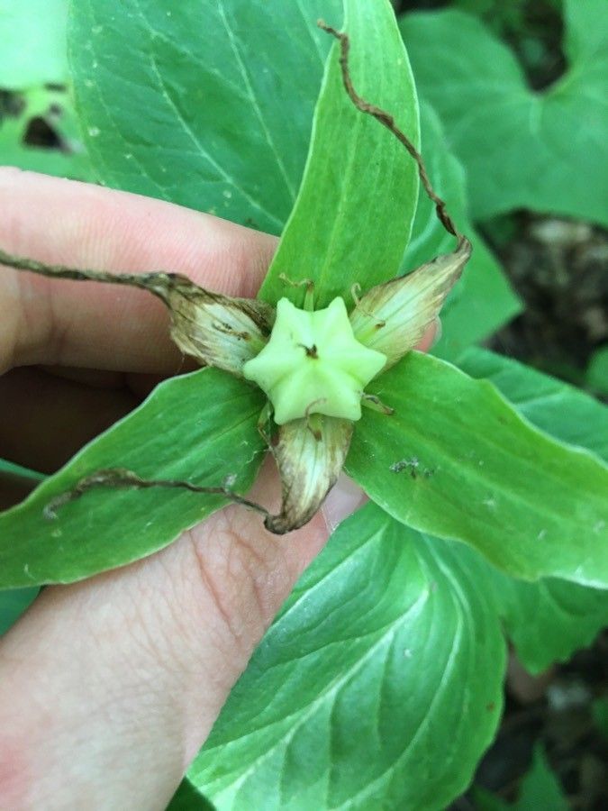 Trillium grandiflorum fruit