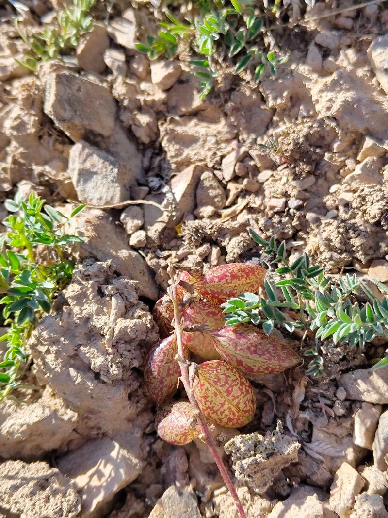 Astragalus beketowii fruit