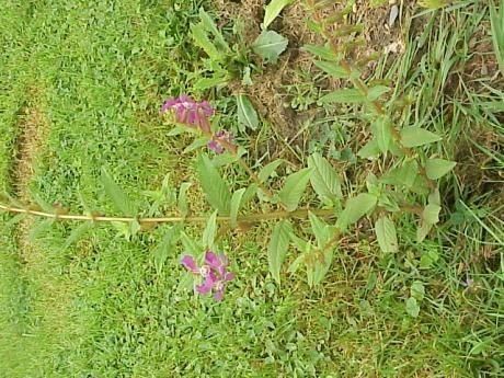 Cuphea procumbens habit