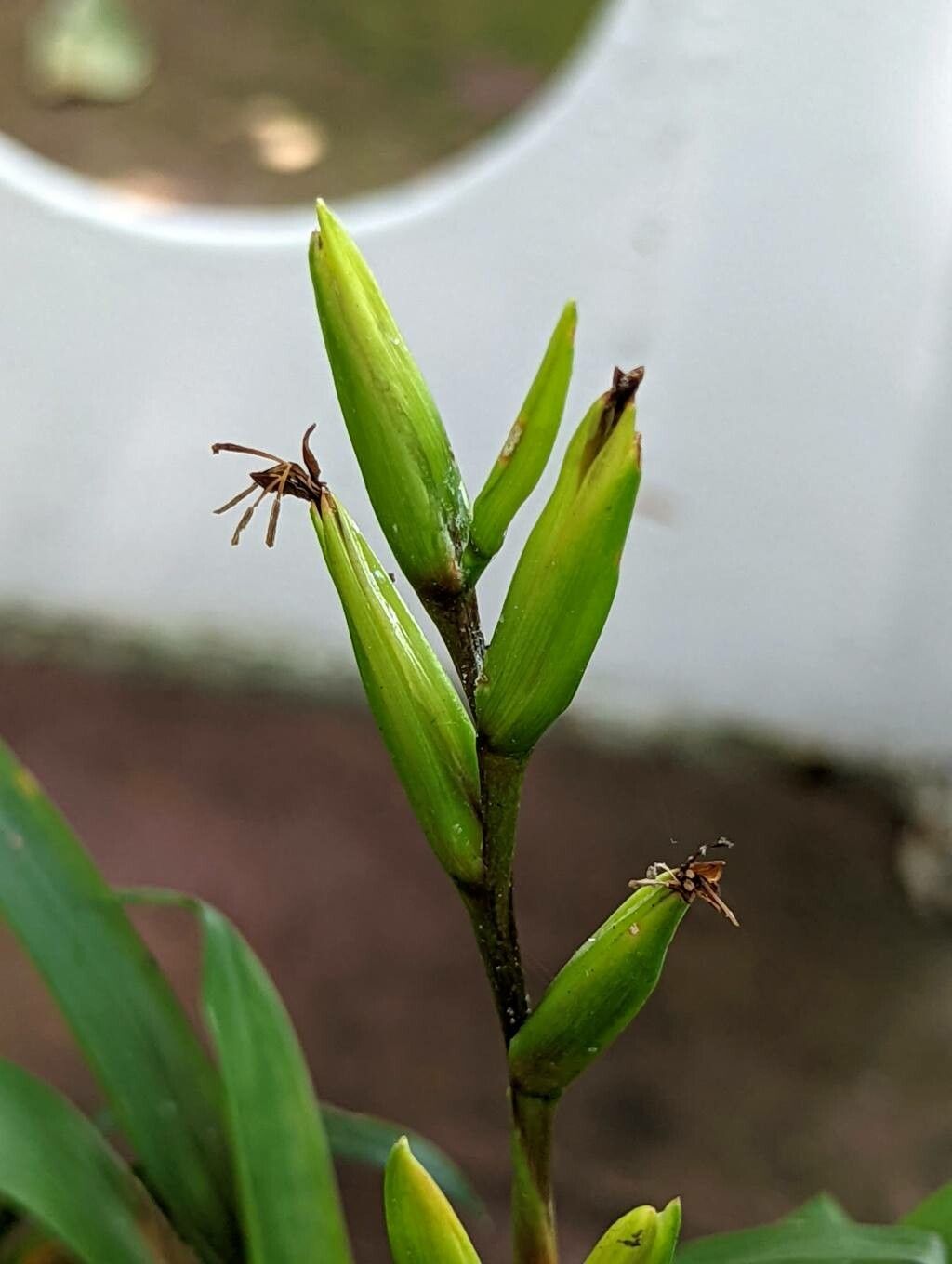 Vriesea neoglutinosa fruit