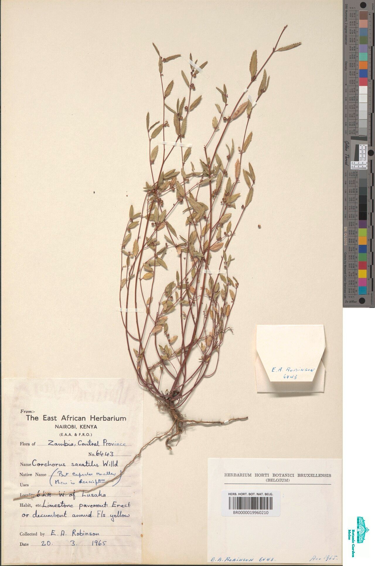 Corchorus saxatilis — search result for 'Corchorus'