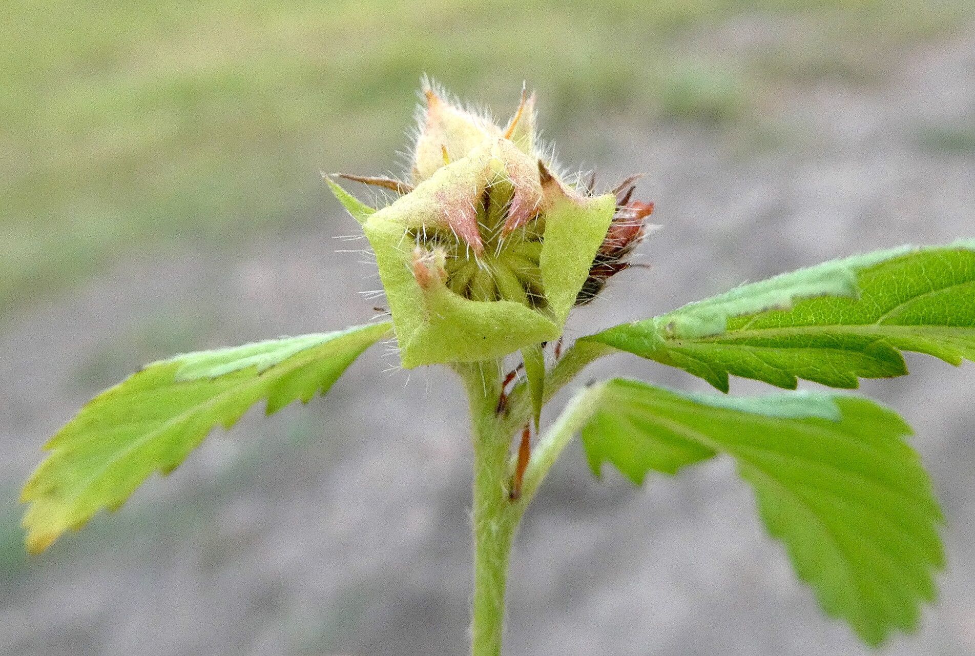 Malvastrum corchorifolium — related species from the same genus