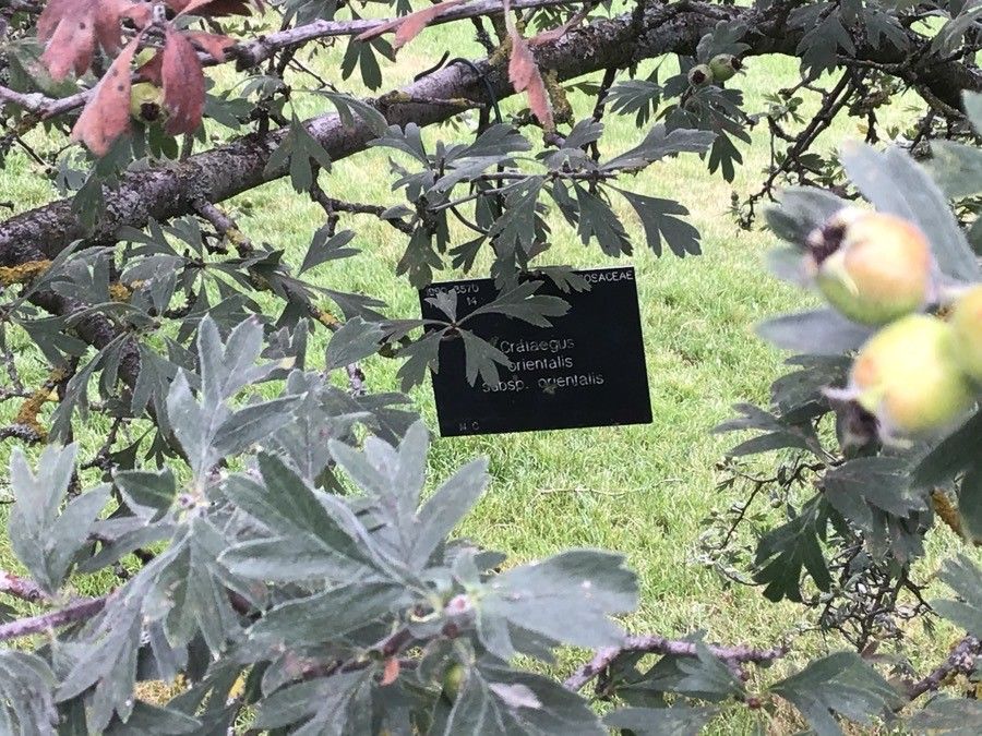 Crataegus orientalis — search result for 'Crataegus'