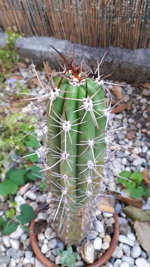 Pachycereus lepidanthus
