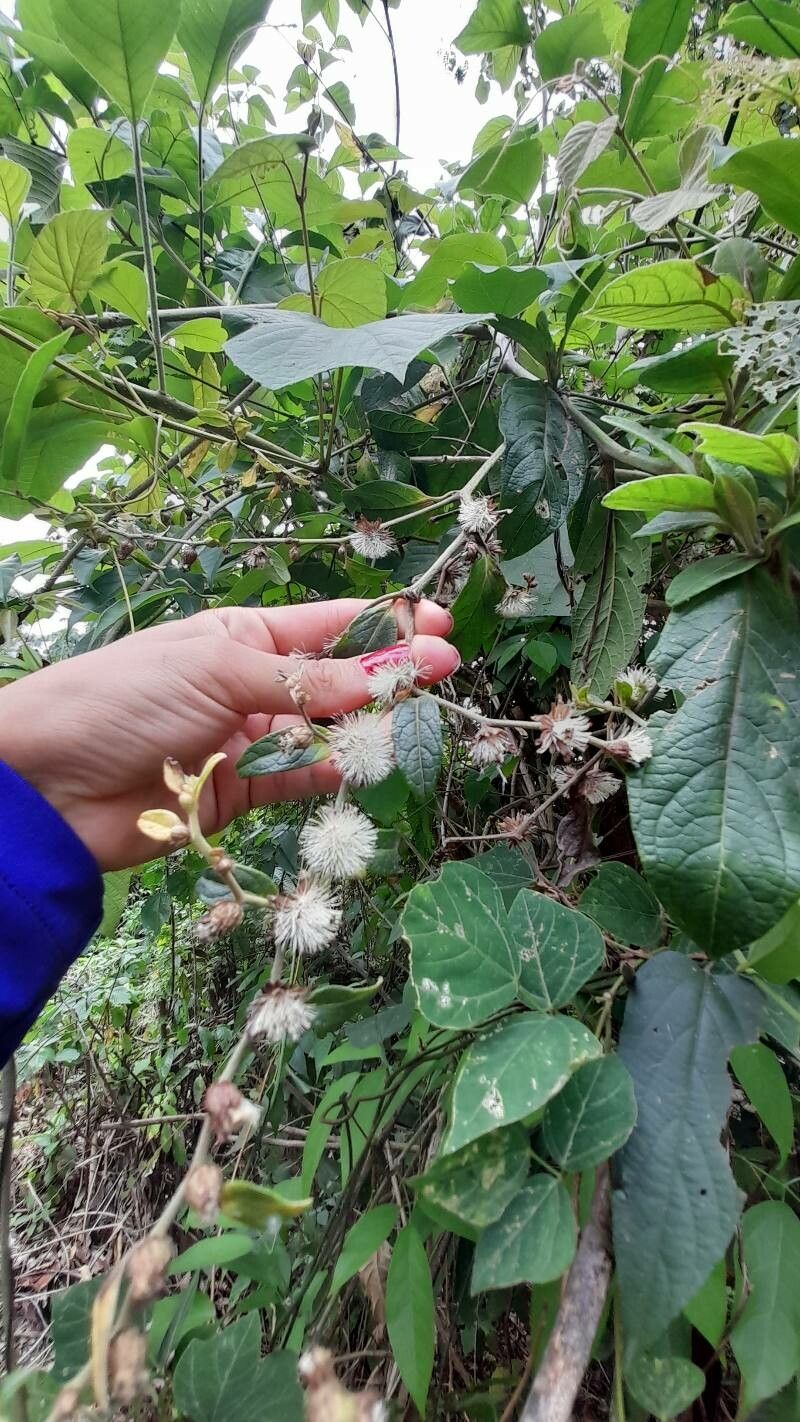 Lepidaploa tortuosa flower