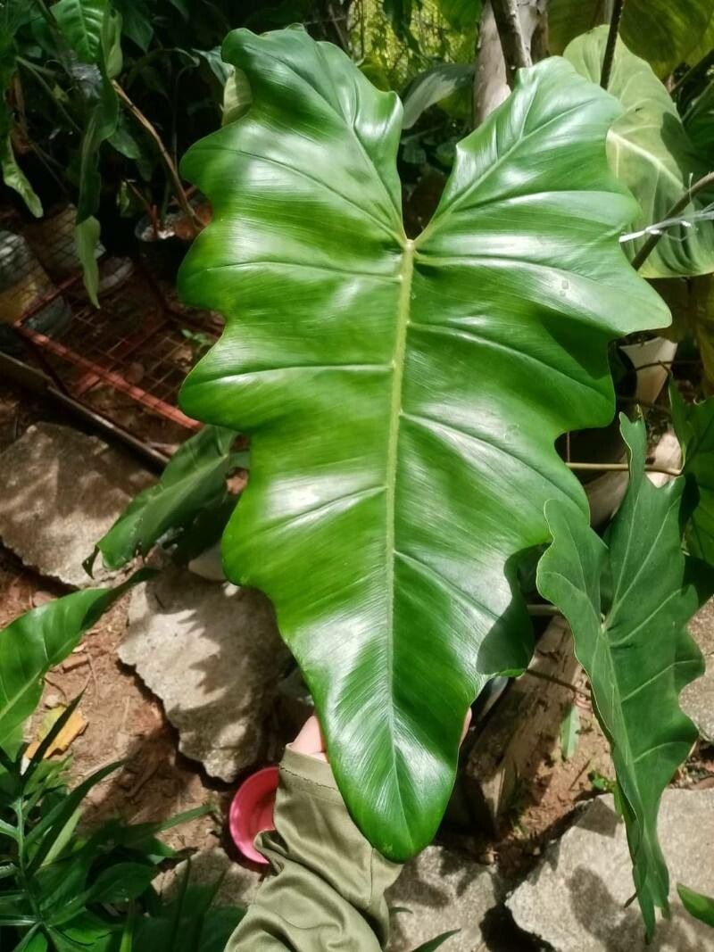 Philodendron simmondsii — search result for 'Philodendron'