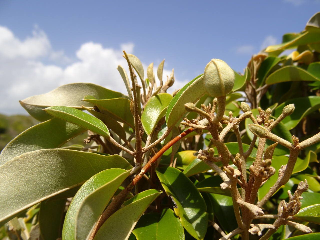 Capparis cynophallophora fruit
