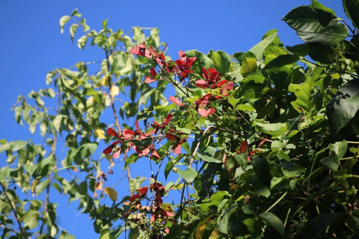 Heteropterys palmeri habit