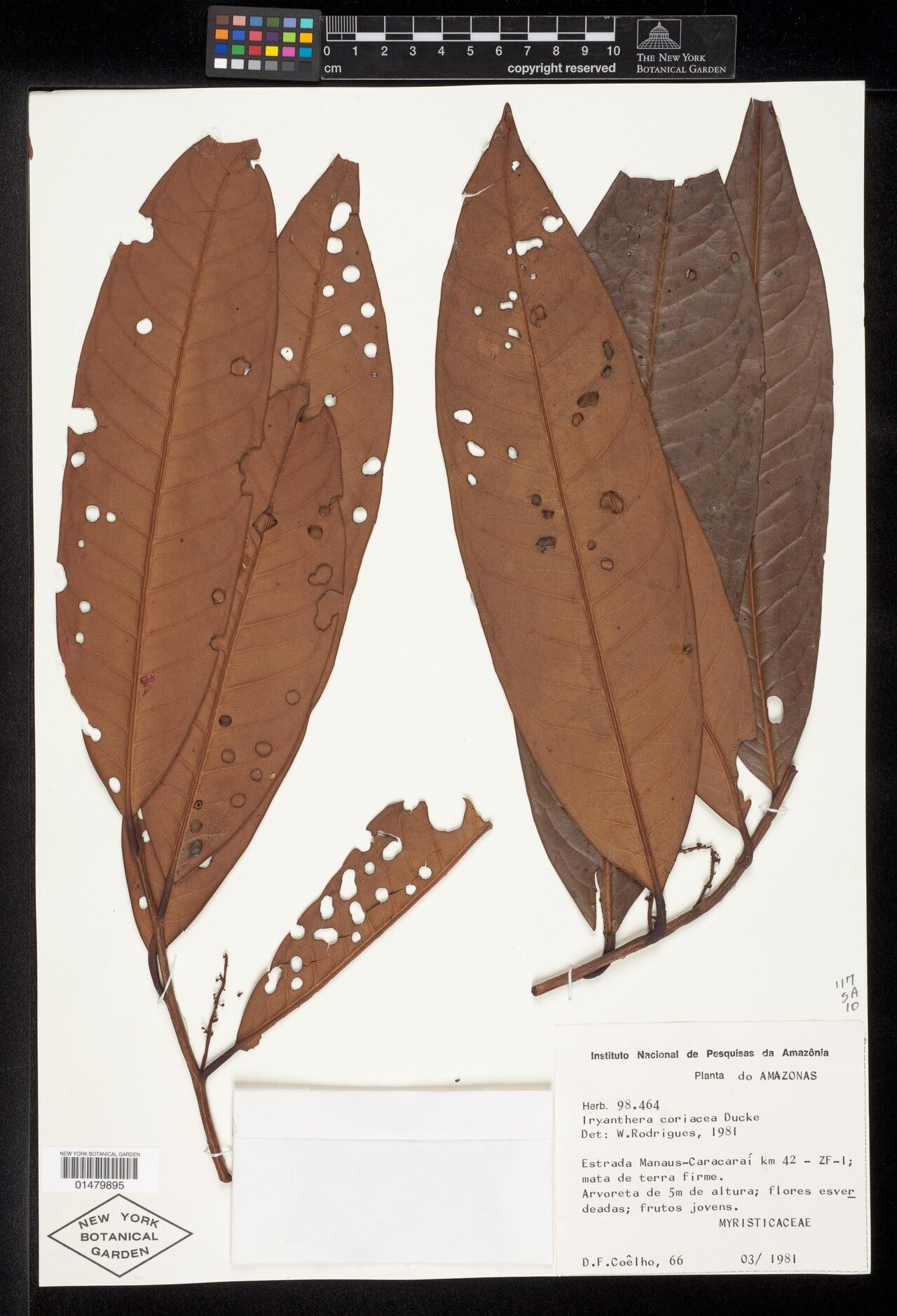 Iryanthera coriacea leaf