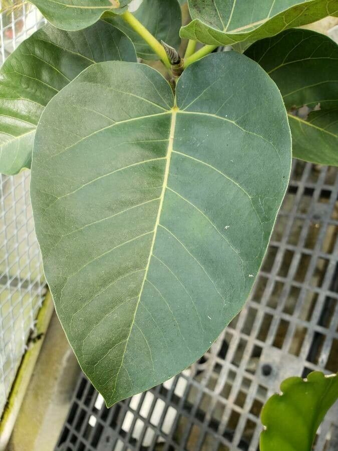 Ficus crocata — houseplant care guide