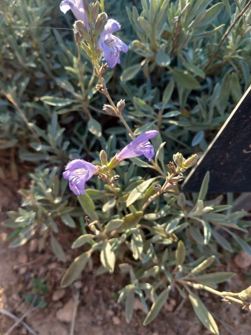 Salvia lavanduloides flower