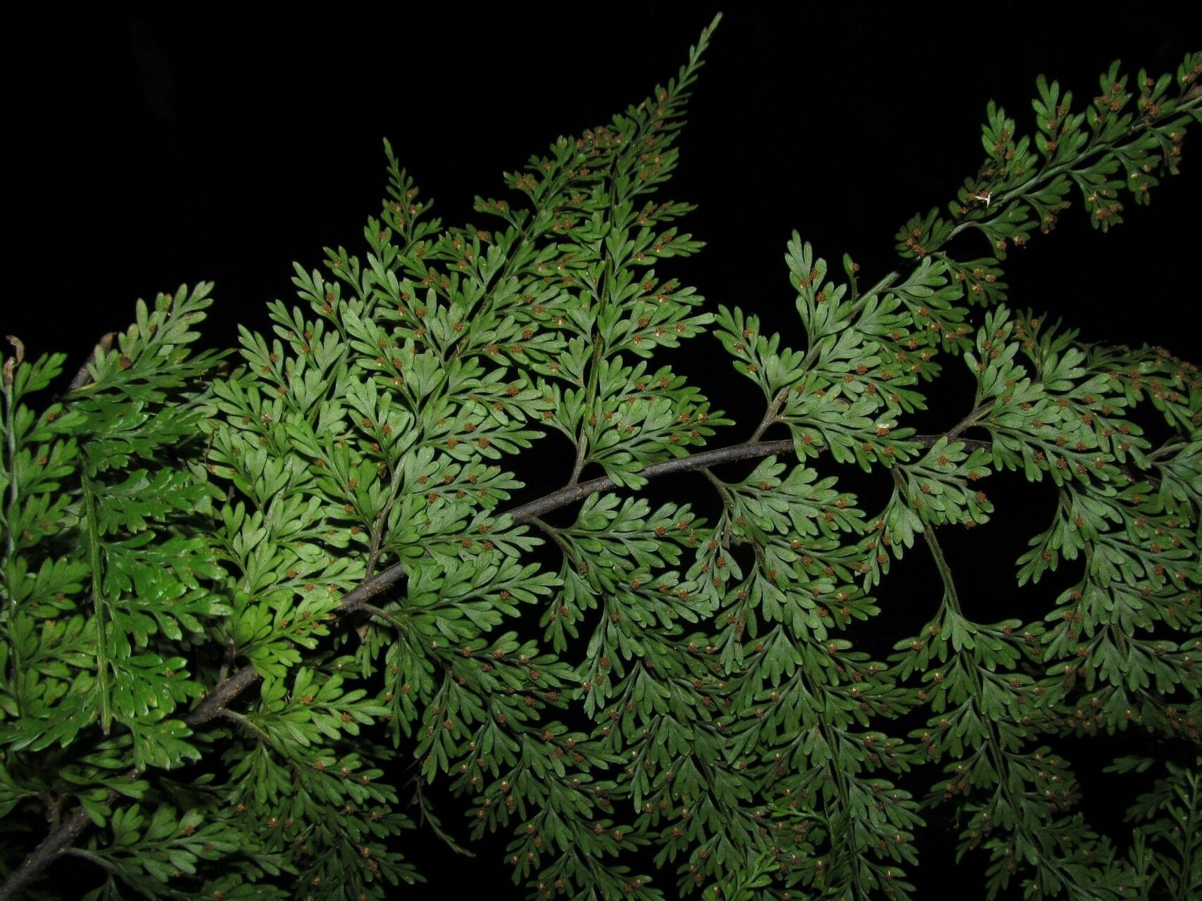 Asplenium hypomelas — houseplant care guide