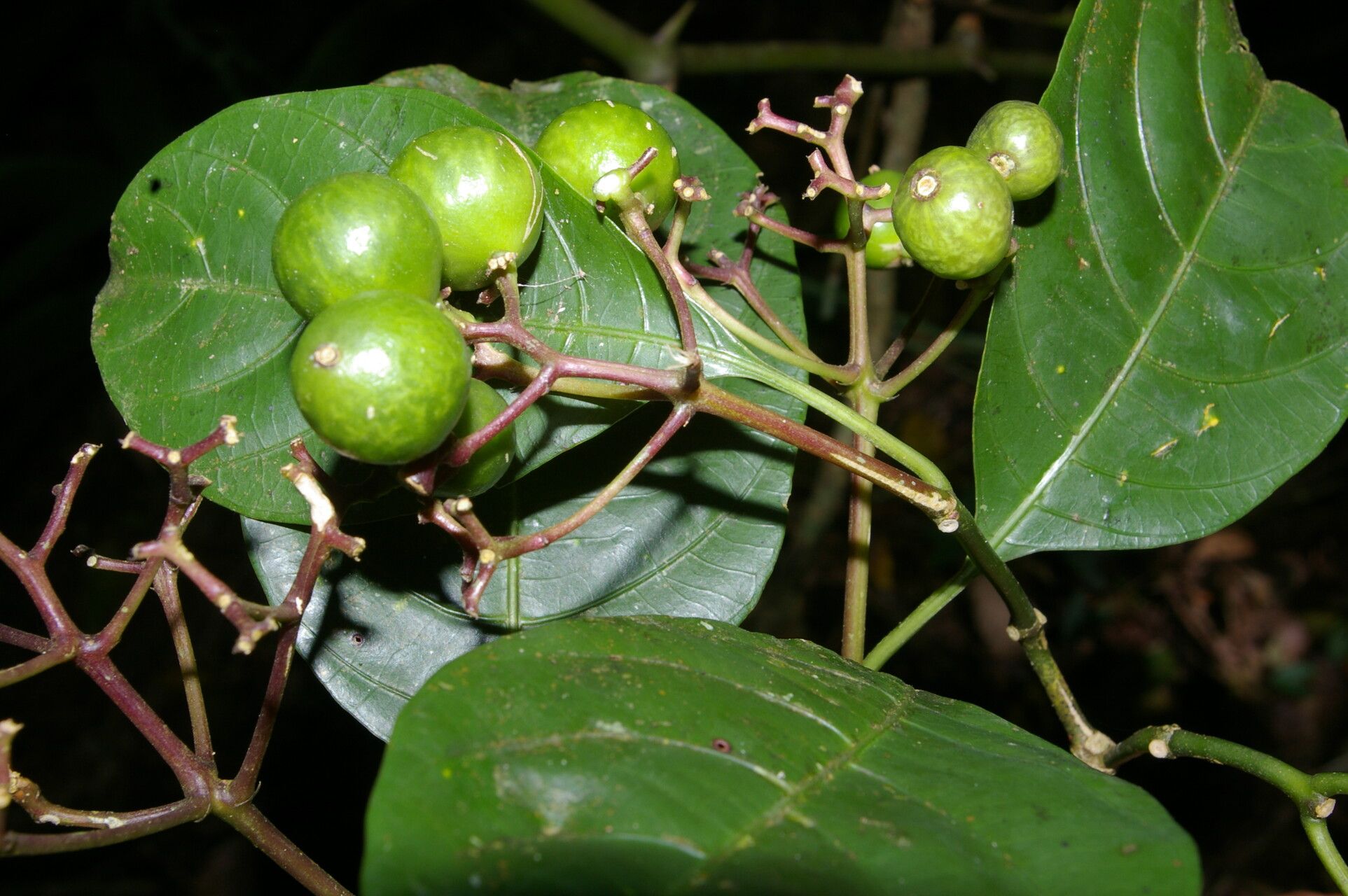 Palicourea eurycarpa fruit