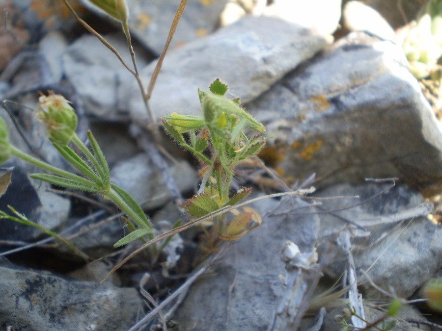 Ononis ornithopodioides habit