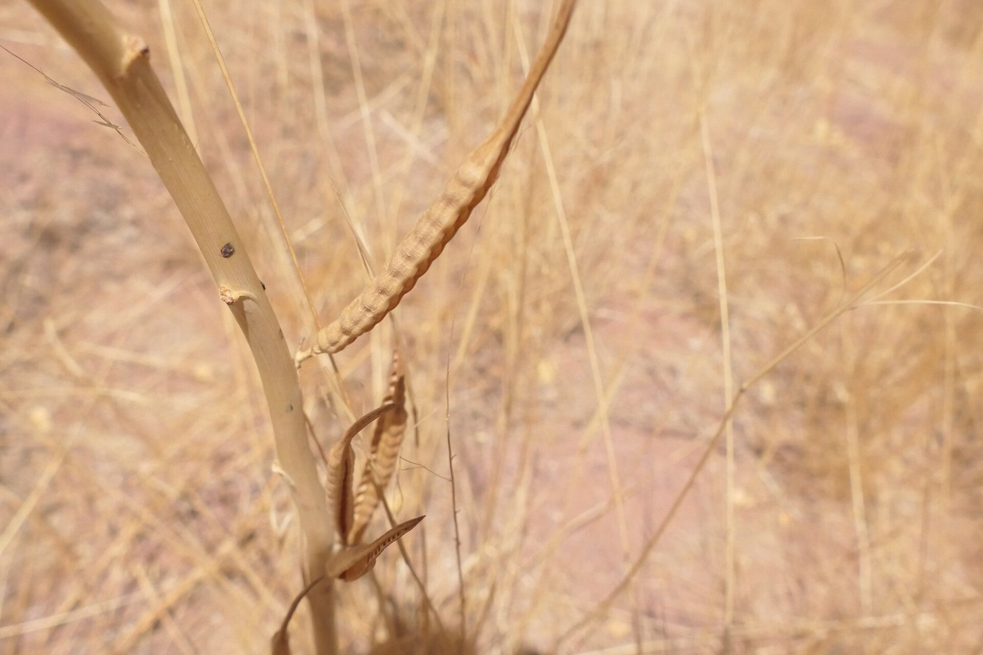Sesbania sphaerocarpa fruit