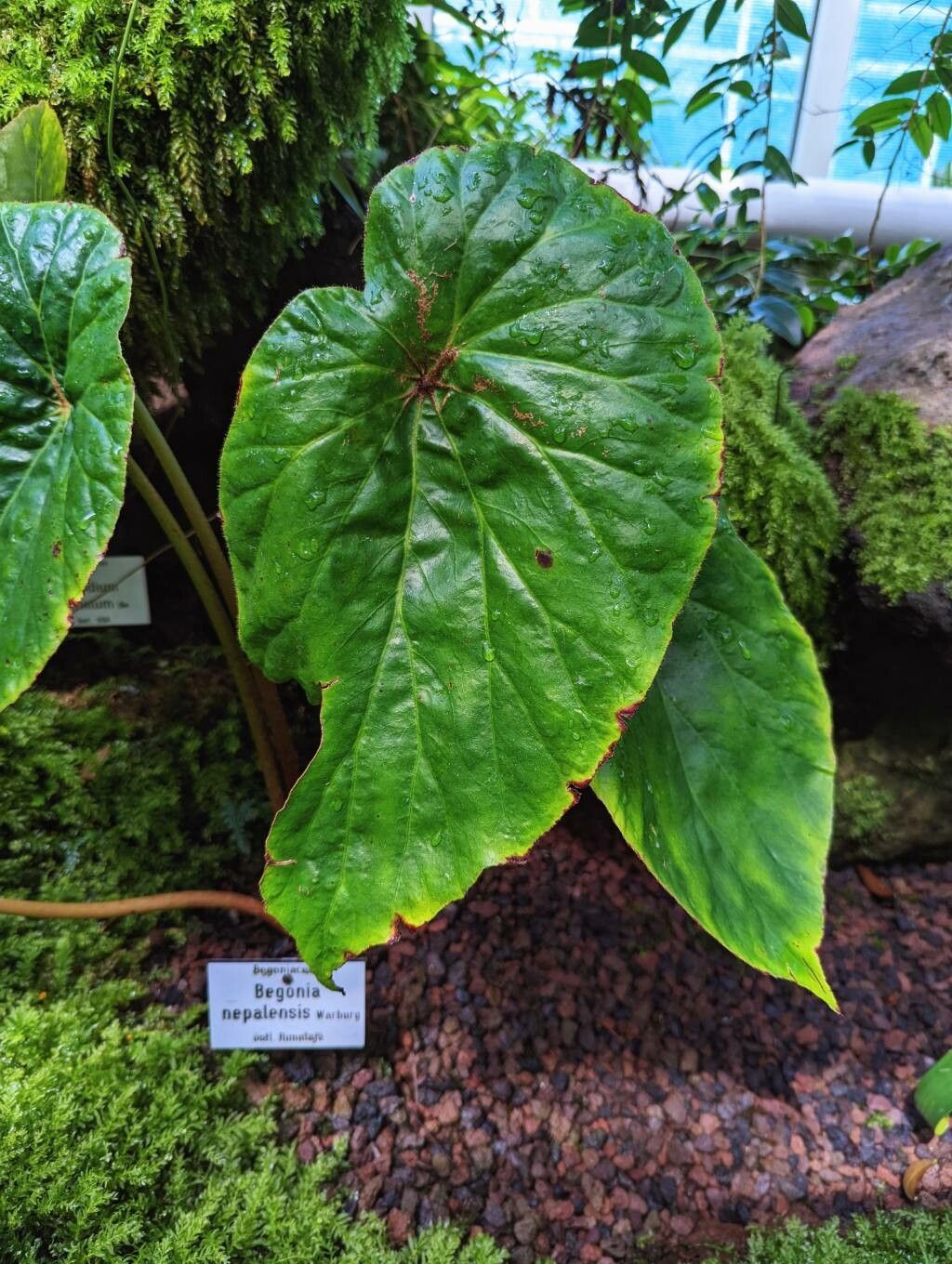 Begonia nepalensis — houseplant care guide