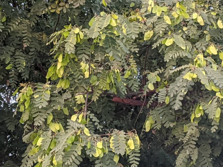 Albizia harveyi fruit