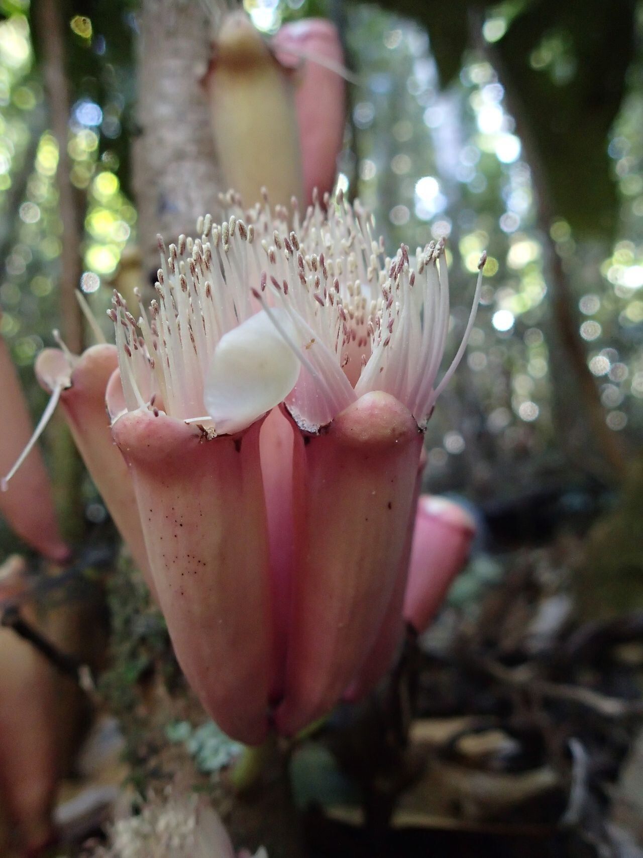Syzygium toninense flower