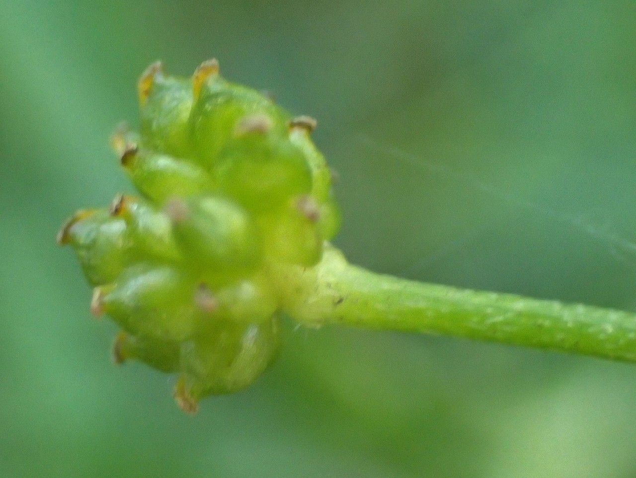 Ranunculus flammula fruit