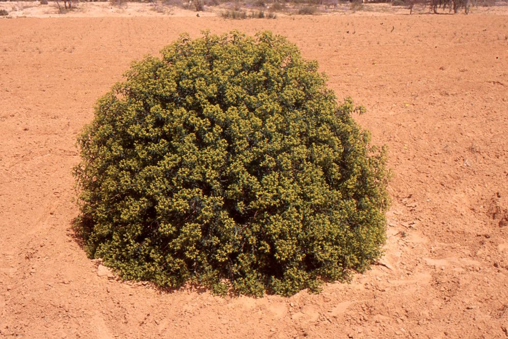 Euphorbia bivonae habit