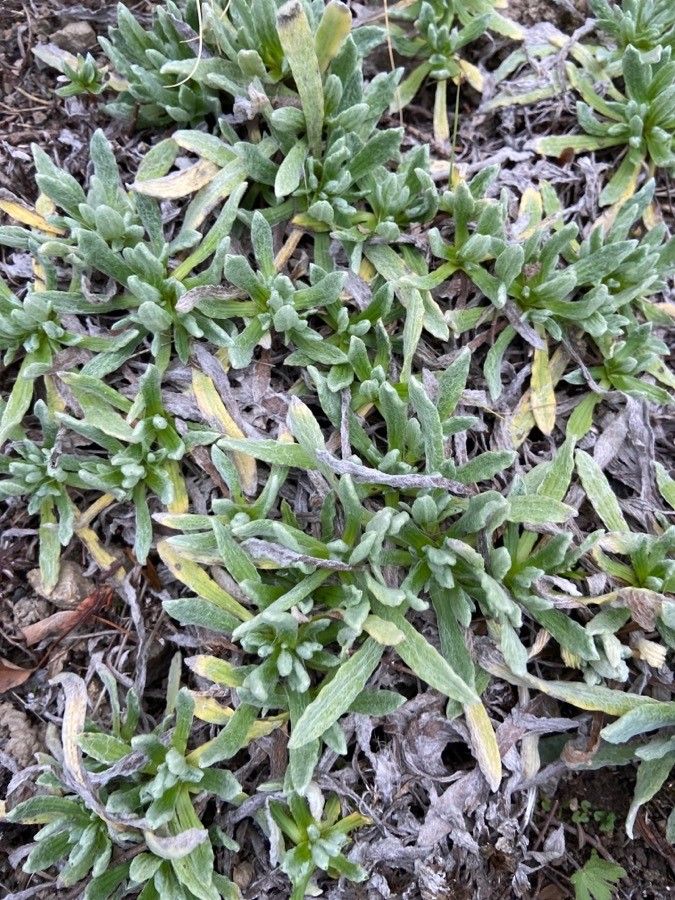 Gnaphalium supinum leaf