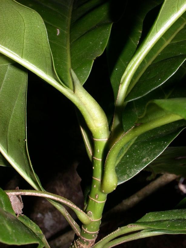 Magnolia inbioana bark