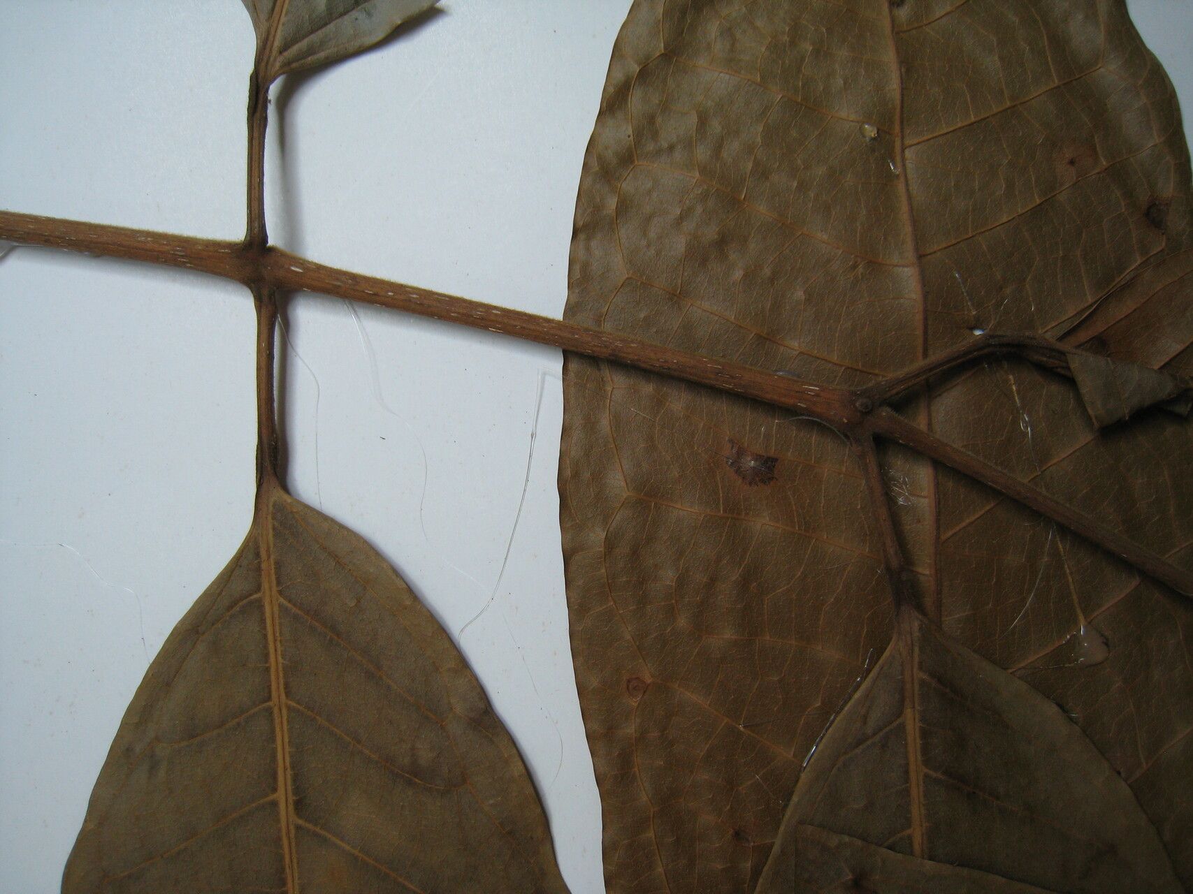 Protium opacum other