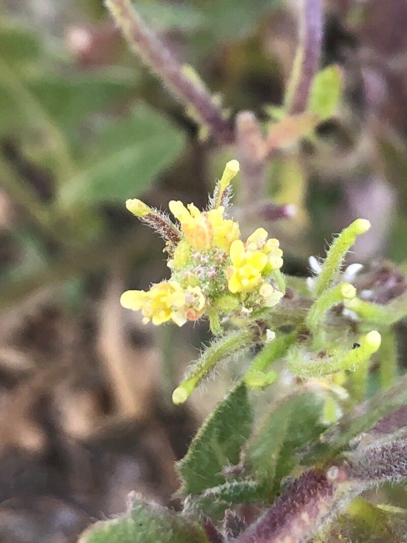 Sisymbrium runcinatum flower