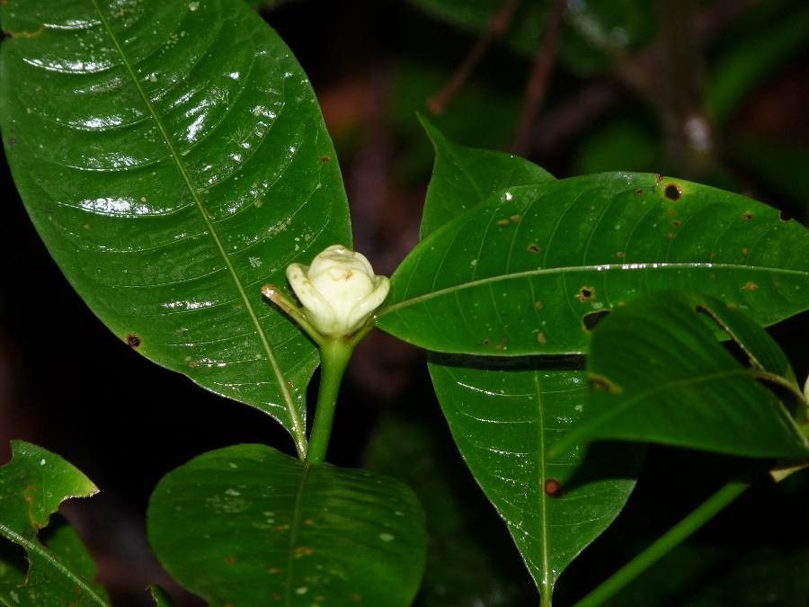 Psychotria glomerulata flower