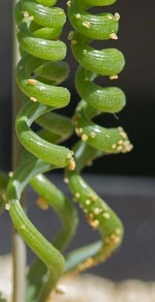 Albuca bruce-bayeri