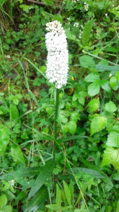 Dactylorhiza fuchsii x Dactylorhiza traunsteineri — search result for 'Dactylorhiza'