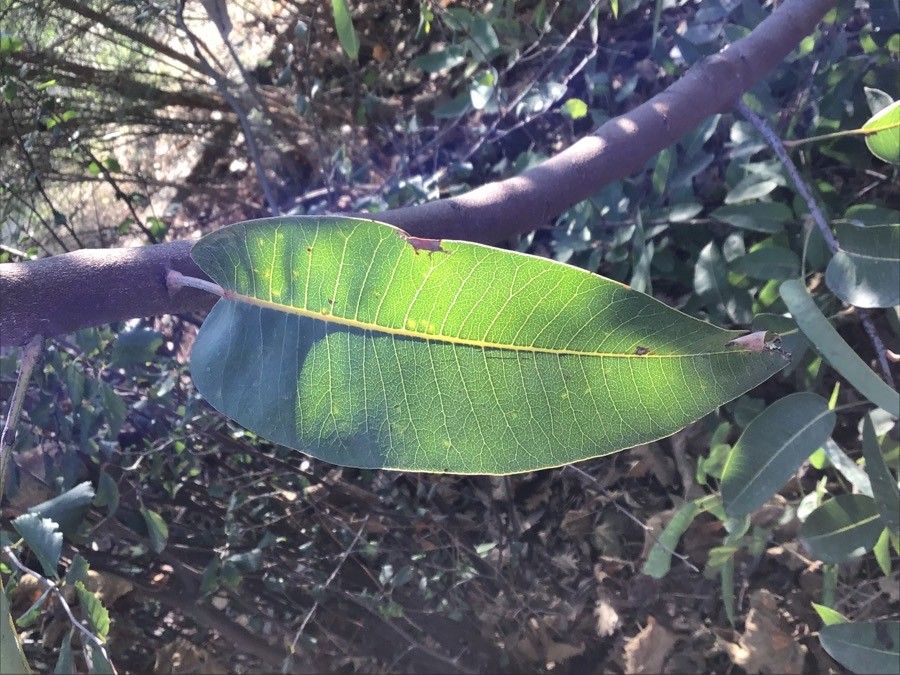 Malosma laurina — search result for 'Anacardiaceae'