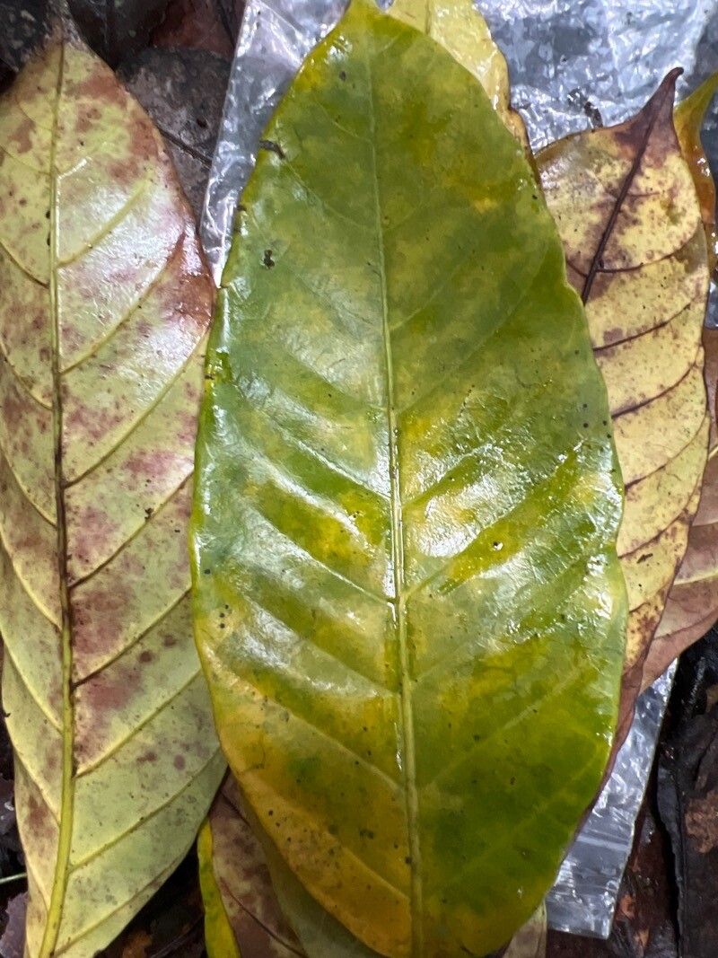 Funtumia africana — related species from the same genus