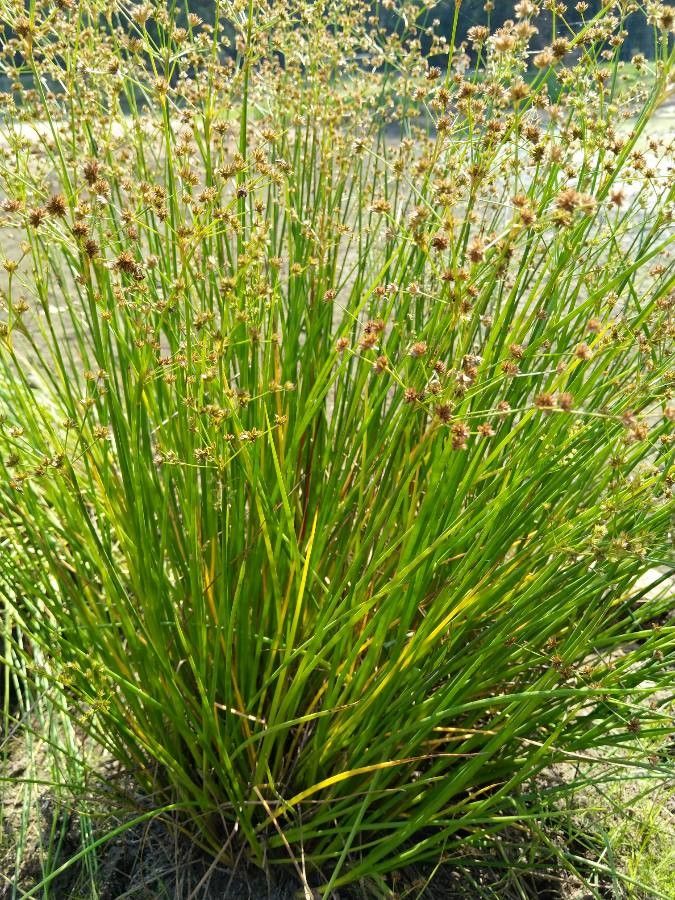 Juncus prismatocarpus — search result for 'Juncus'