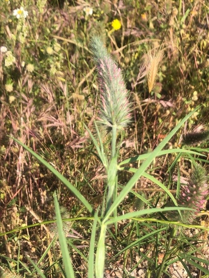 Trifolium angustifolium — soil improver houseplant