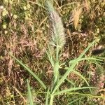 Trifolium angustifolium