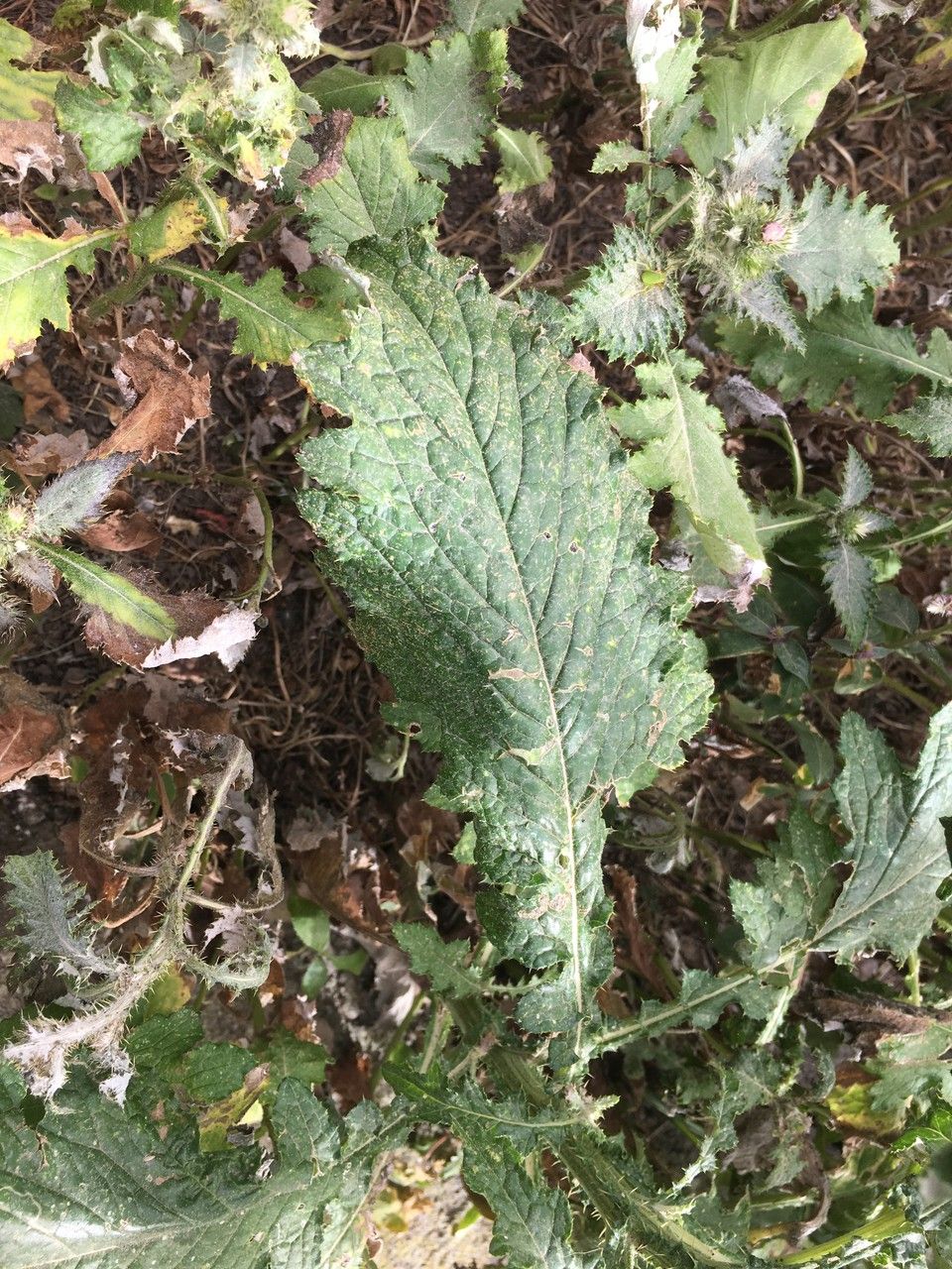 Carduus clavulatus — search result for 'Carduus'