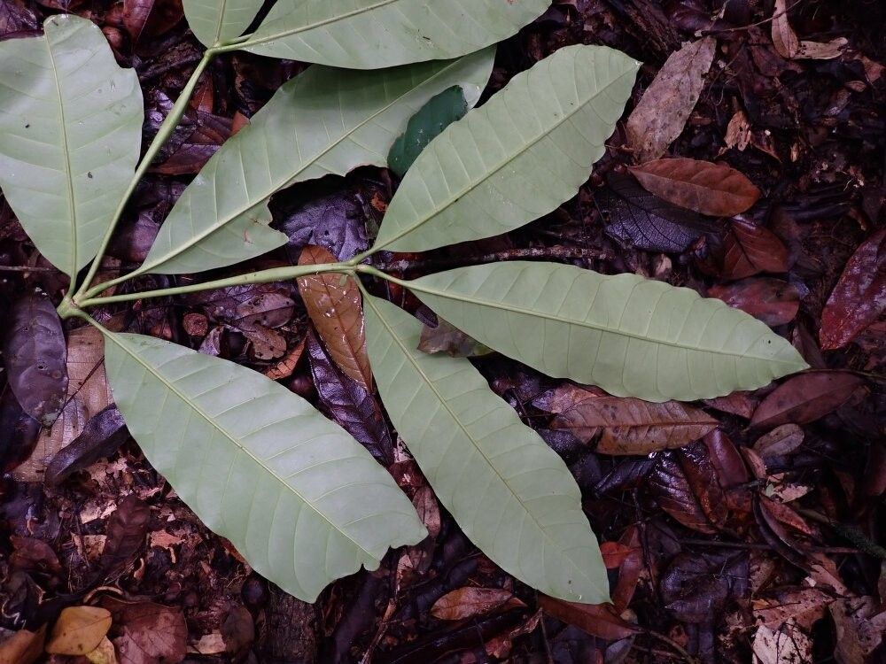 Rothmannia macrocarpa — search result for 'Rothmannia'