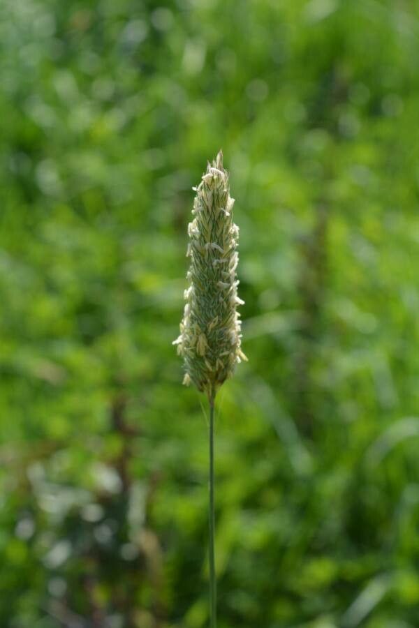 Phalaris aquatica flower