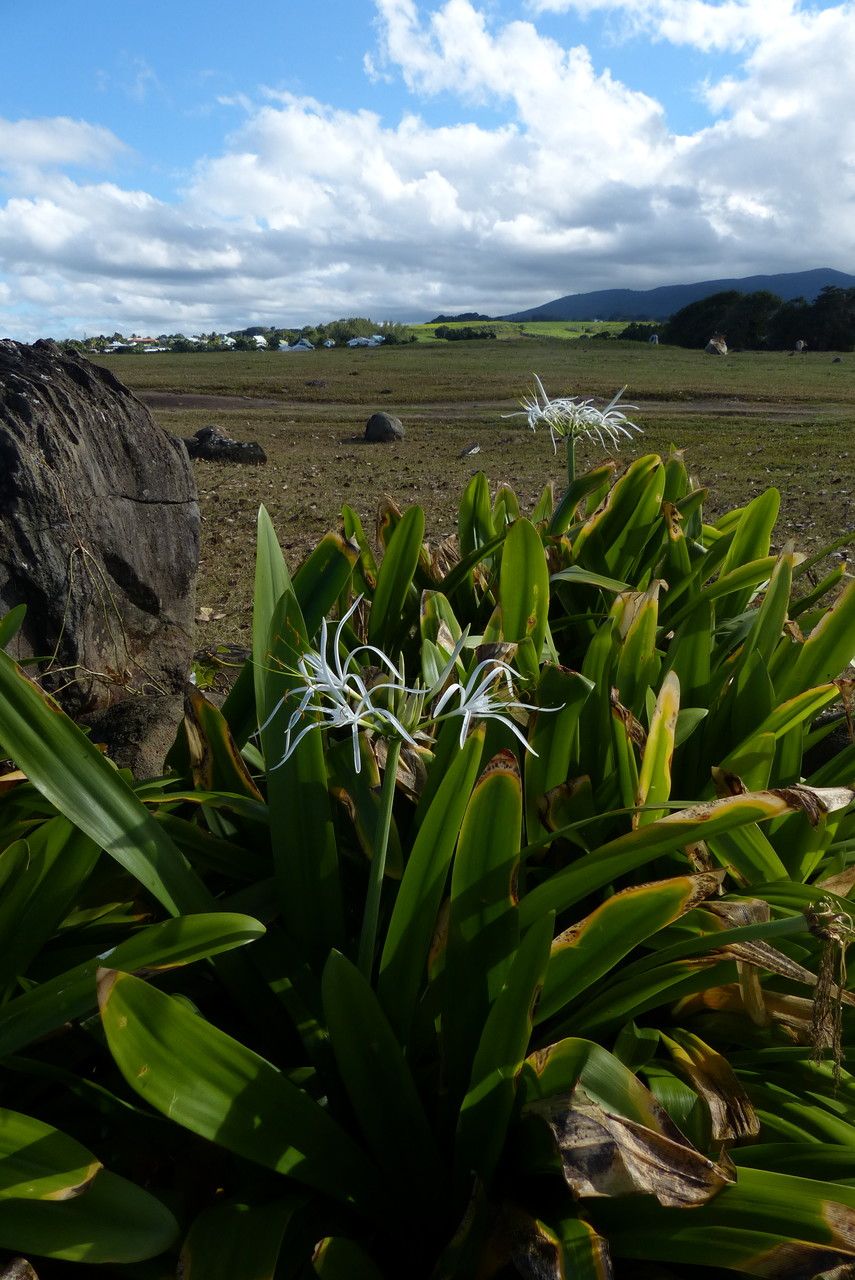 Hymenocallis caribaea leaf