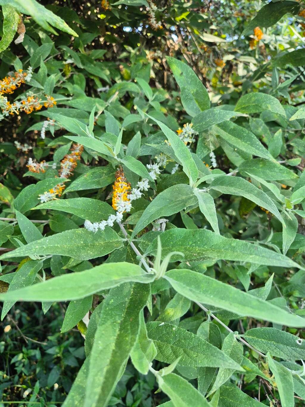 Buddleja polystachya leaf