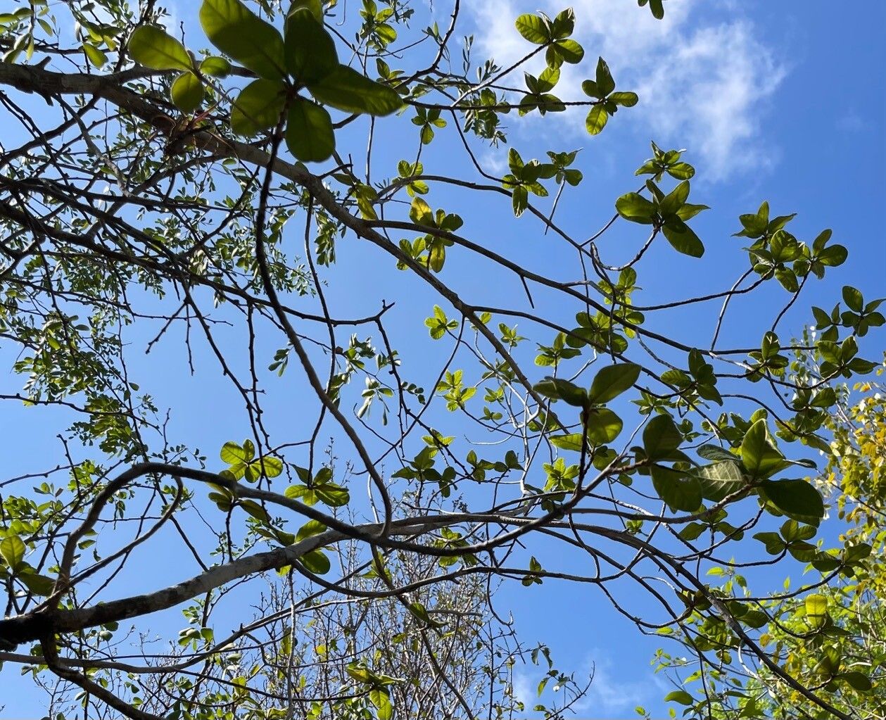 Terminalia eriostachya — search result for 'Terminalia'