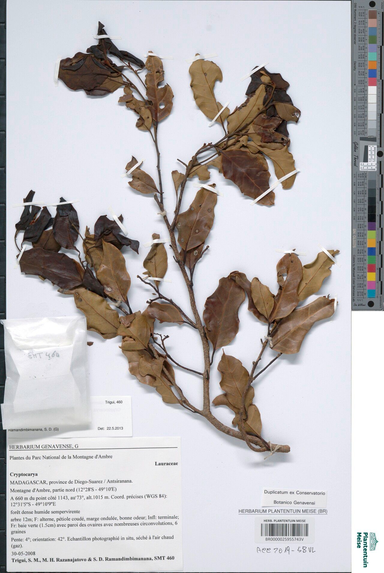 Cryptocarya ambrensis — houseplant care guide