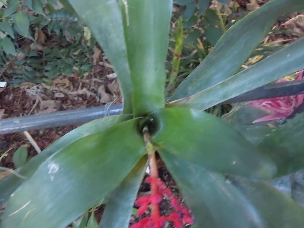 Aechmea victoriana — houseplant care guide