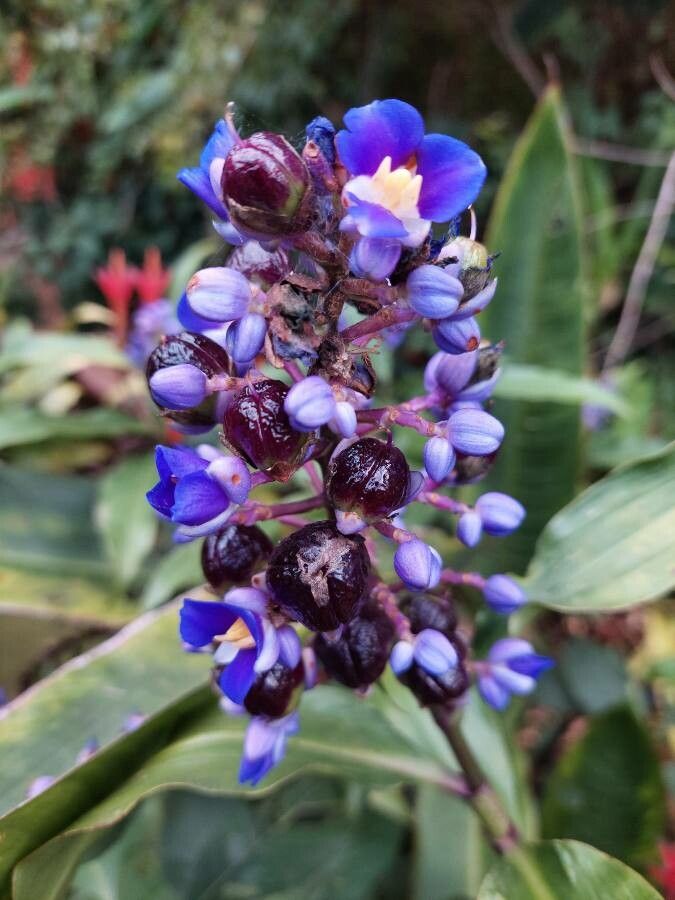 Dichorisandra thyrsiflora fruit