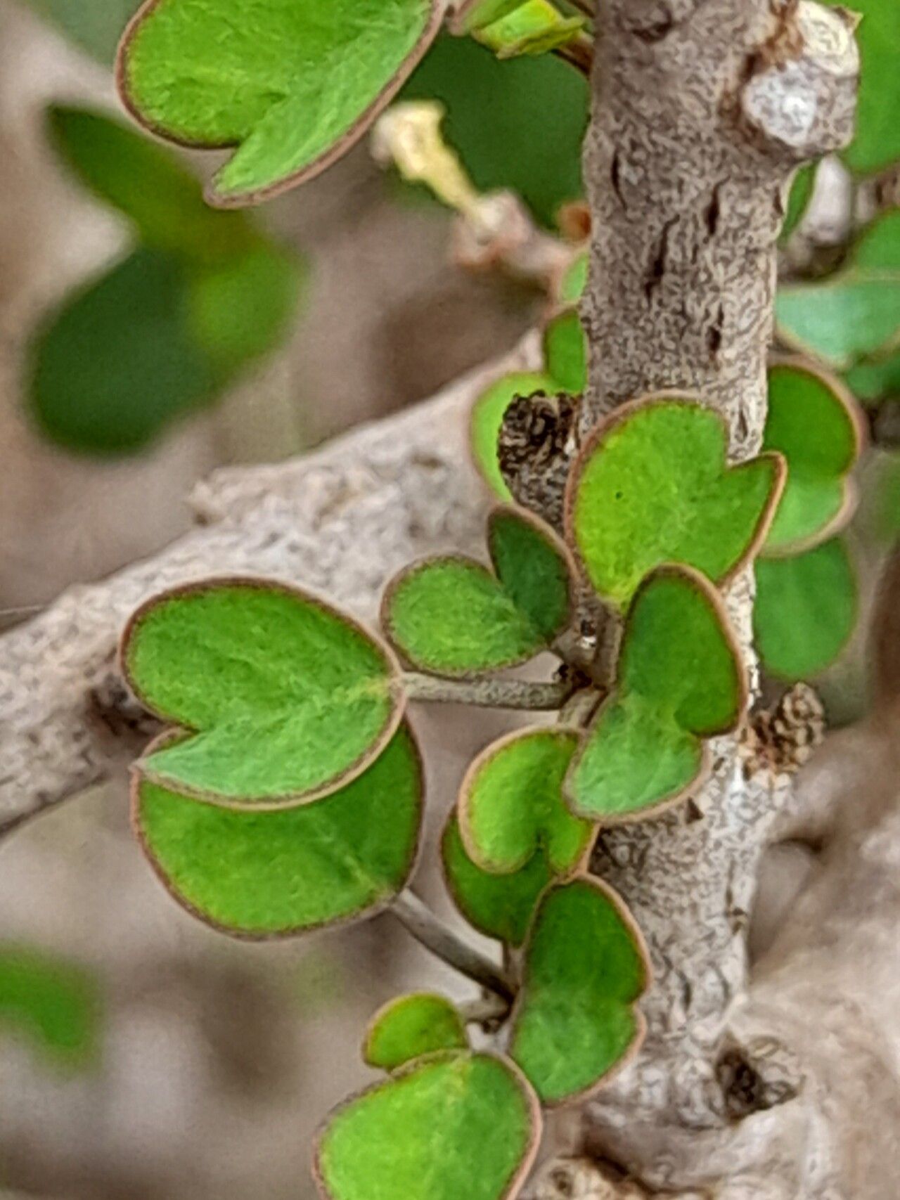 Euphorbia subpeltatophylla — houseplant care guide