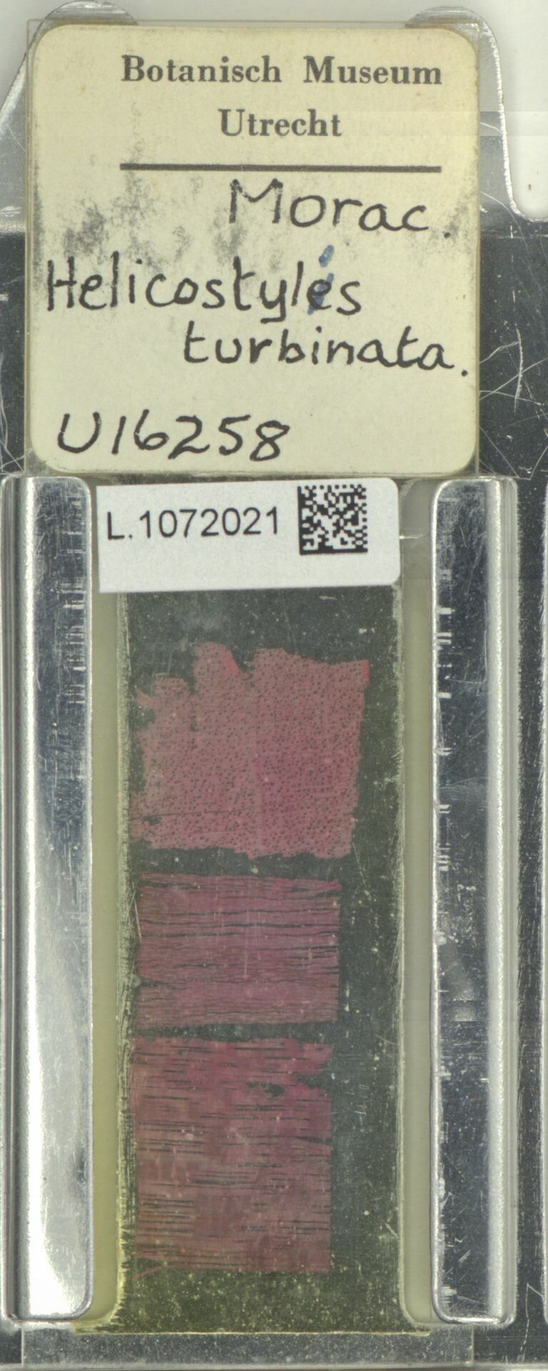 Helicostylis turbinata fruit