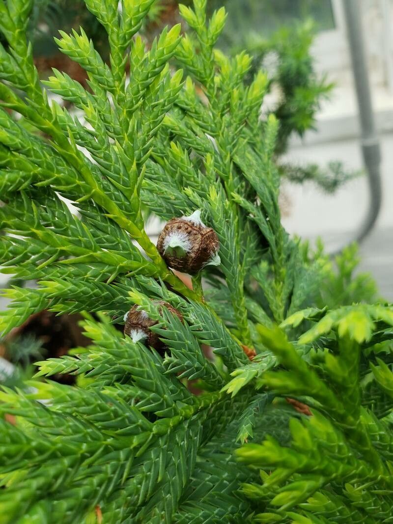 Cupressus vietnamensis fruit