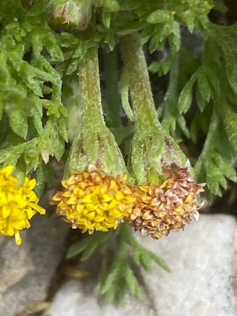 Anthemis rigida flower